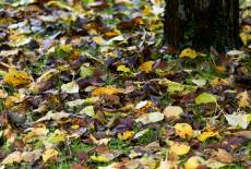 betina leafs on ground forest autumn yellow