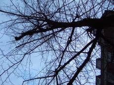 tabus tree leaves green nature bark branches forest