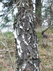 tabus autumn cold bark gnarly gray white patches
