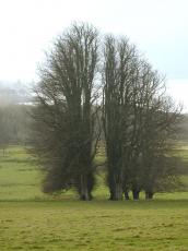 trees tree ireland eire fall meadow landscape corridor grass lake