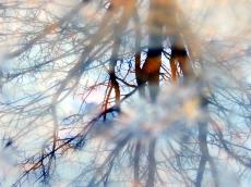 tree reflection water bare twig twigs