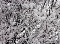 snow on tree twicks branches white black cold