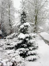 nature trees fern ferntree snow winter