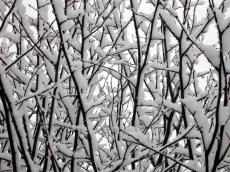 winter snow branches trees
