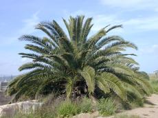 palm tree leaves large desert sandy sunny