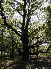 nature trees oak tree silhouette forrest nature trees oak tree silhouette forrest