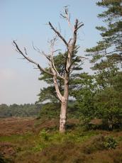 nature trees tree dead trunk wood branches ferntree ferntrees