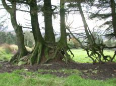 trees tree grass green trunk roots firn