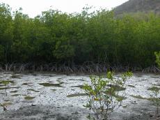 nature trees mangrove mud landscapes