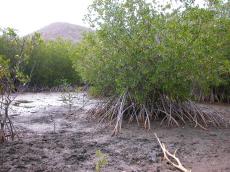 swamp trees roots warm summer