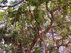 nature trees branches roots skyroots jacco