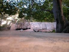 nature trees jacco curacao square