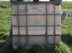 tankard sheep plastic feeding white cream