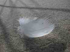 white fluffy feather on sand