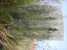 wooden pole slab grass helms cracks lines green brown