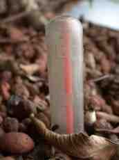 meter measuring damp dampnes forest floor forrest autumn bracken dried leafs