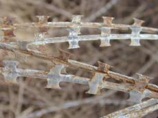 barbwire wire barb razorblade blade blades army war fence metal rust pile wired