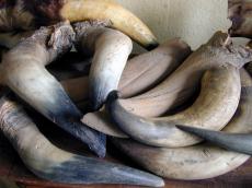 horn horns trophy trophies animal wild hunting hunt
