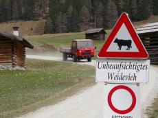 objects signs sign traffic cow typo typography triangle unbeaufsichtigtes weidevieh circle truck wooden house farm farming red trafficsign