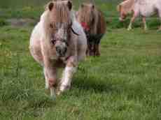 pony horse shetland furry mane nose head whooly