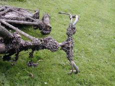 old bike bycicle mussels mussles dredge dredged up rusted rubbish