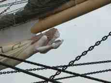 ship figure head figurehead woman holding a dove wooden tallship