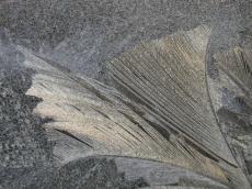 nature elements frozen iceflower iceflowers flower flowers ice winter texture