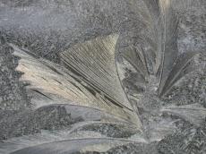 nature elements water frozen frost ice iceflower frostbite winter