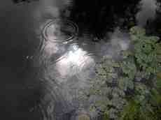 elements clouds reflection rain raining waterlily lily waterlelies raindrops nature landscapes pool