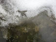 ice snow water frozen pond puddle cloudy