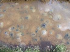swamp marsh swampish swampy mud pool bottom water clear muddy boggy bog