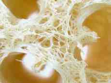 sponge closeup yellow fibers