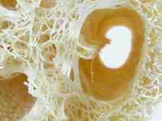 scrub sponge cosmetics white tunnel bone like