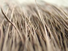 hairs brush brown strands hair