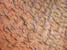 pumpkin skin orange skar macro structure fruit vegetable