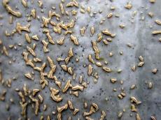 fungus funghi funghus texture nature green macro