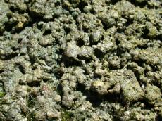 green slimey slime goo mud swamp