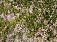 grass ground dirt grey