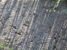 sand grass grains shadows sun
