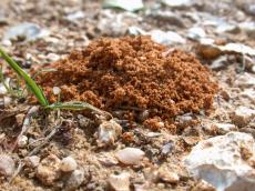 ground fluff excrement red orange heap on the lying