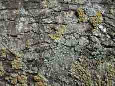 stone ground floor moss bark tree brown
