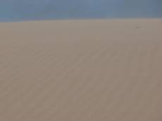 sand dune grains desert 