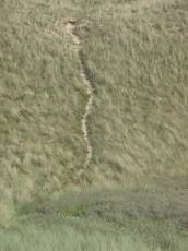 grounds texture path dunescape nature marram marramgrass beachgrass road