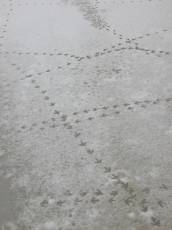 snow ice bird foot paw prints pawprint