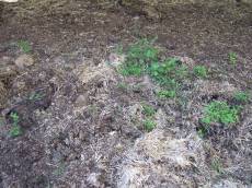 tabus forest floor dirt green plants