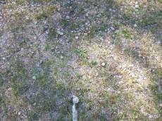 tabus ground pebbles grass rough