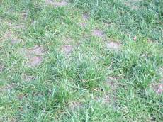 tabus grass floor helms green plants