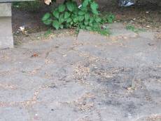 tabus ground plant dirty