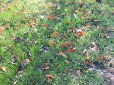 tabus autumn fall leafs brown grass