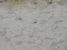 tabus ground dirt sand mud